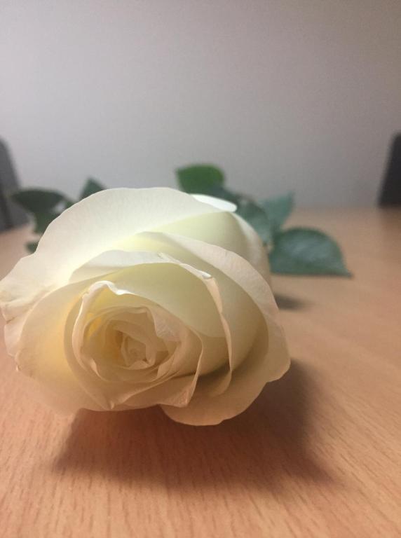 Euro Hotel - Resim 19