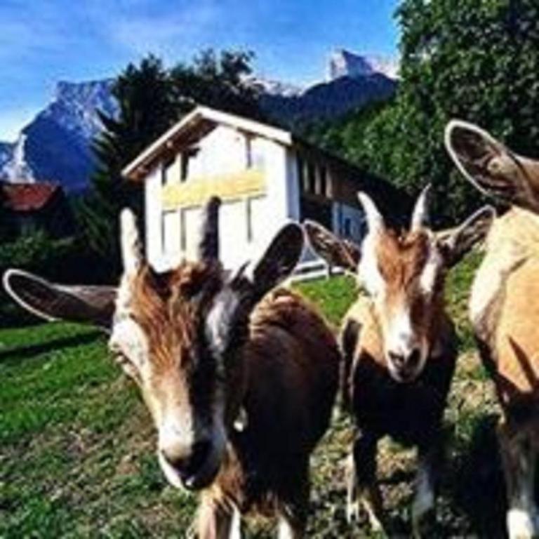 Altri animali domestici presso l'hotel o nei dintorni