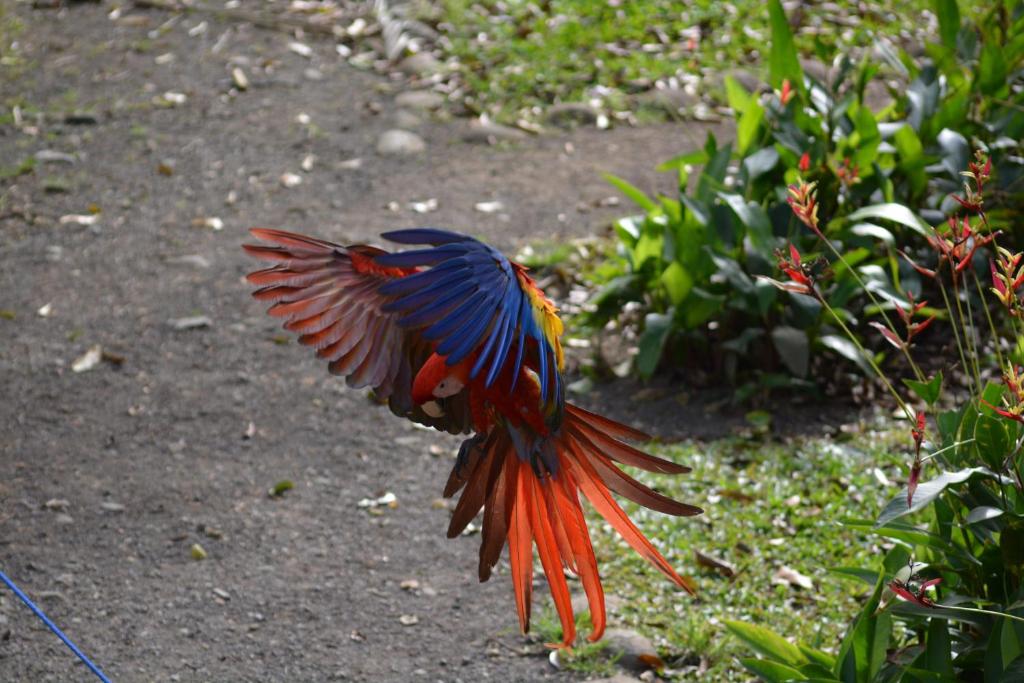 a colorful bird is flying in the air at Finca Dos Calaveras in Ángeles