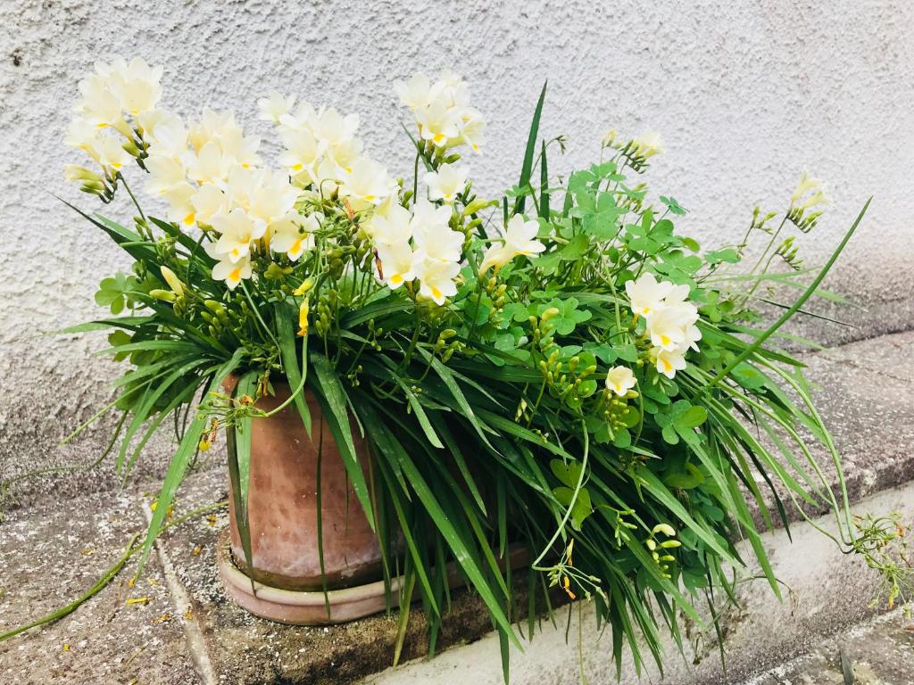 レッチェにあるDimora Il Tiglio- mini appartamentiの縁取りの鉢花束