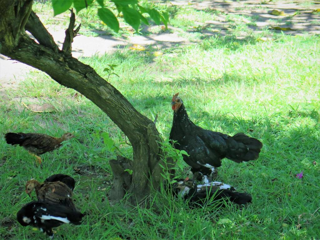 Animales en el bed & breakfast o alrededores