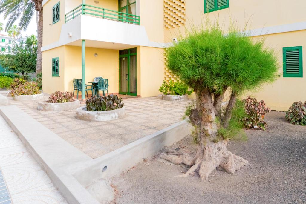 a building with a palm tree in front of it at Apartamento Pepe in Playa del Ingles