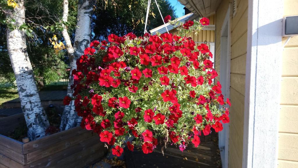 a pot of red flowers hanging from a building at Nivagården in Korpikylä