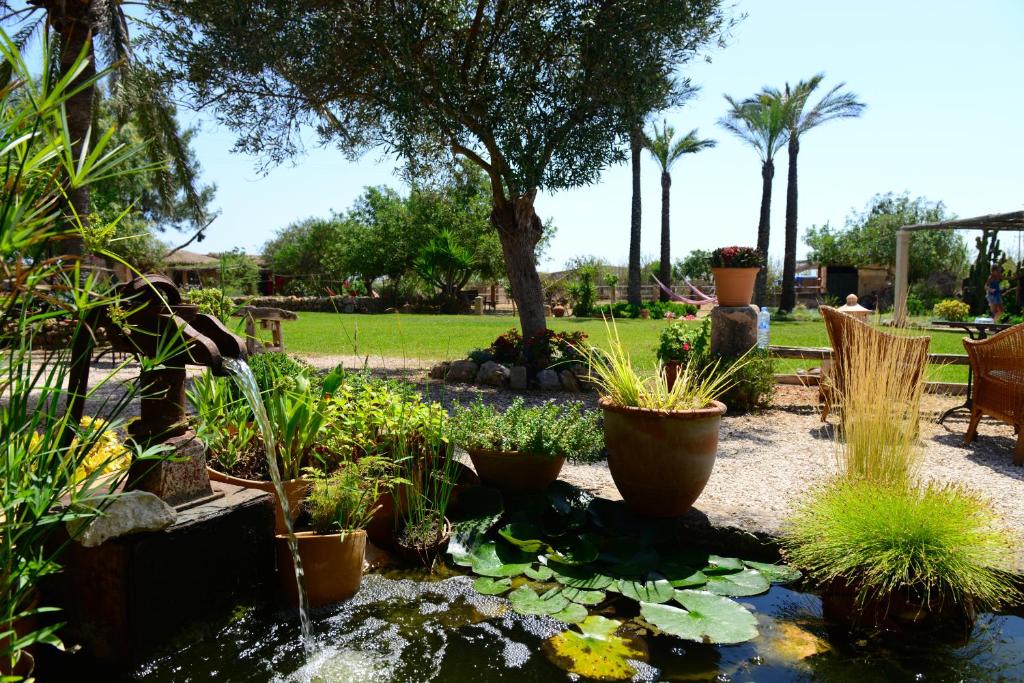 un jardín con un estanque con plantas y una fuente en Agroturismo Finca Sant Blai, en Campos