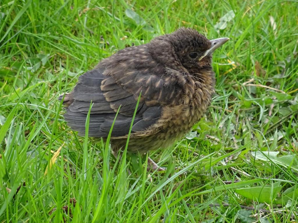 ボルンにあるBoddenpieperの草の中に小鳥が立っている