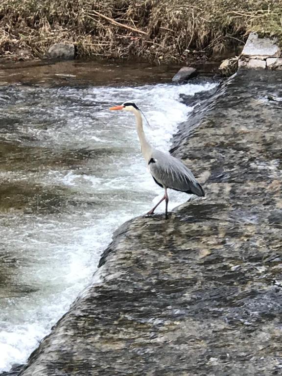 a bird standing on the edge of a river at Gästezimmer am Oos Bach in Baden-Baden