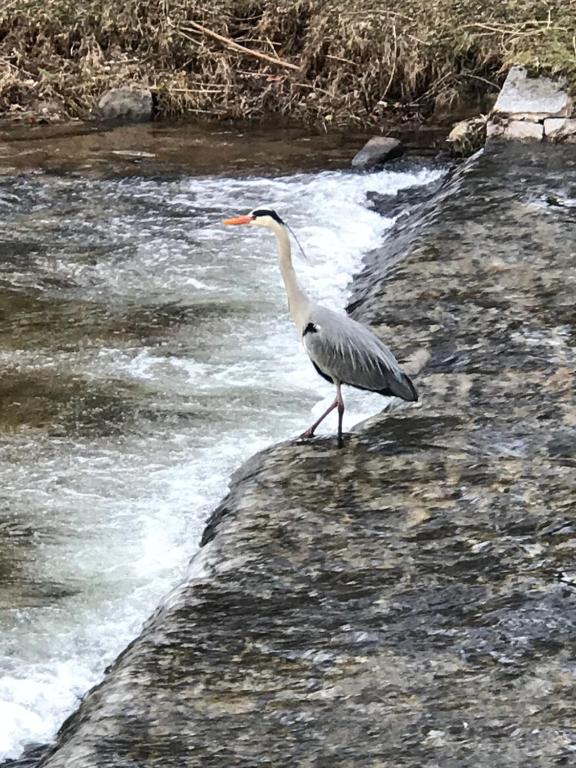 un pájaro parado al borde de un río en Gästezimmer am Oos Bach en Baden-Baden