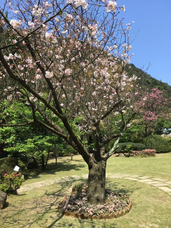 a tree with pink flowers in a park at CHECK inn Select Taipei Yamgmingshan in Taipei