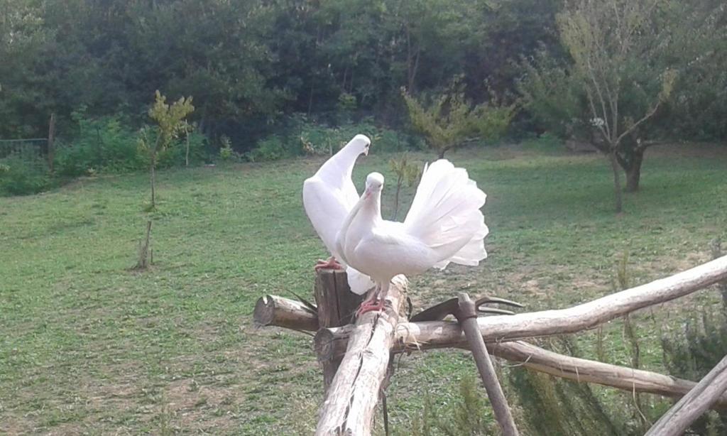 Ogród w obiekcie Mulino a vento