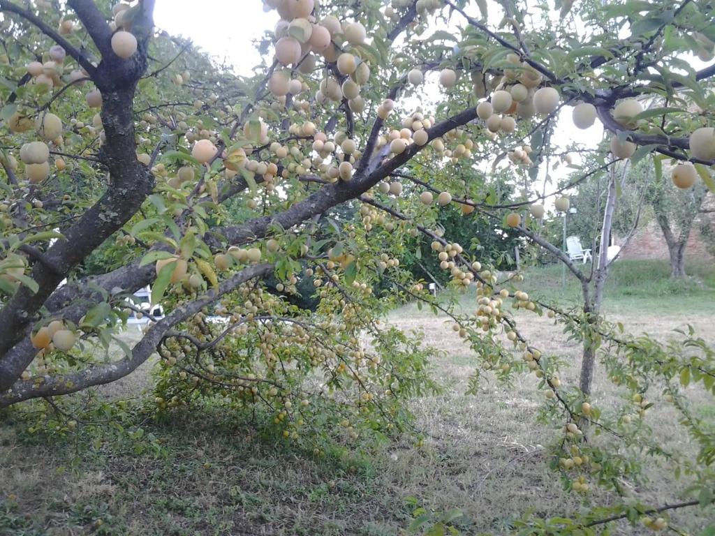 Ogród w obiekcie Mulino a vento