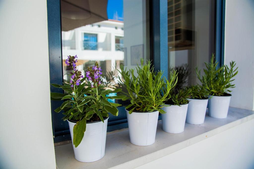 a row of potted plants sitting on a window sill at Julipapas Gardens in Paphos