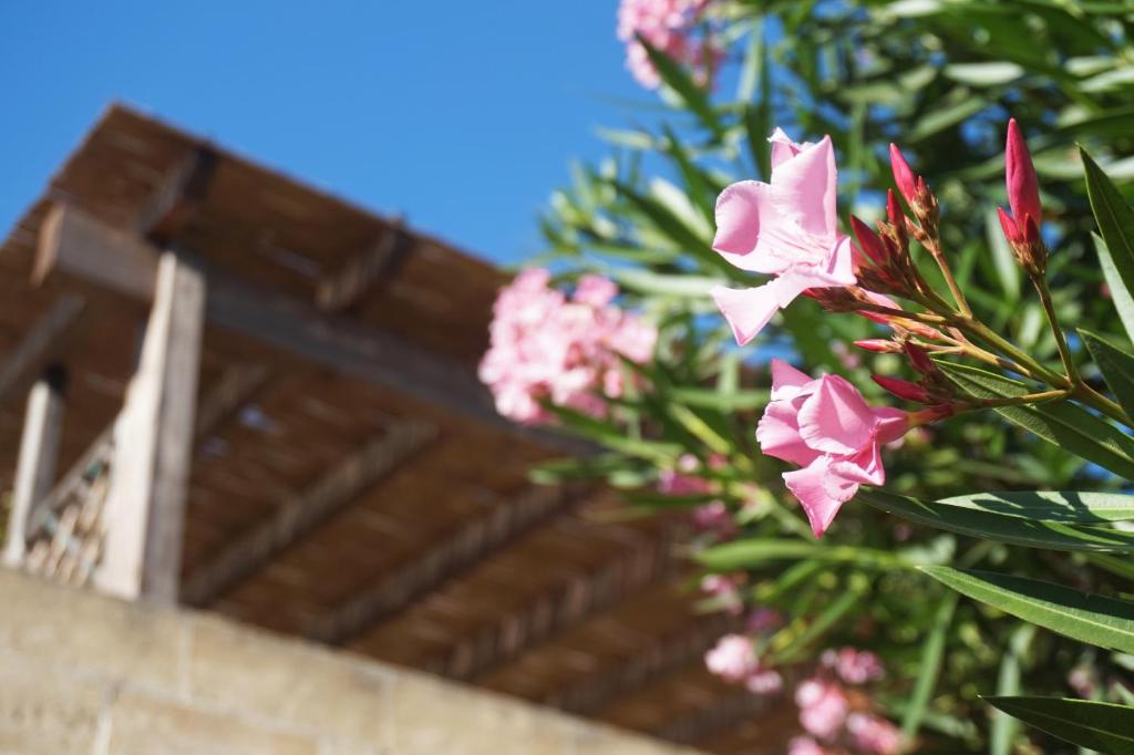 Ein paar rosa Blumen vor einem Gebäude in der Unterkunft Residenza Stella Maris in Torre Pali 