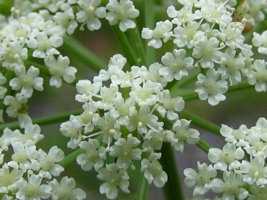 Zahrada ubytování Anise Garden