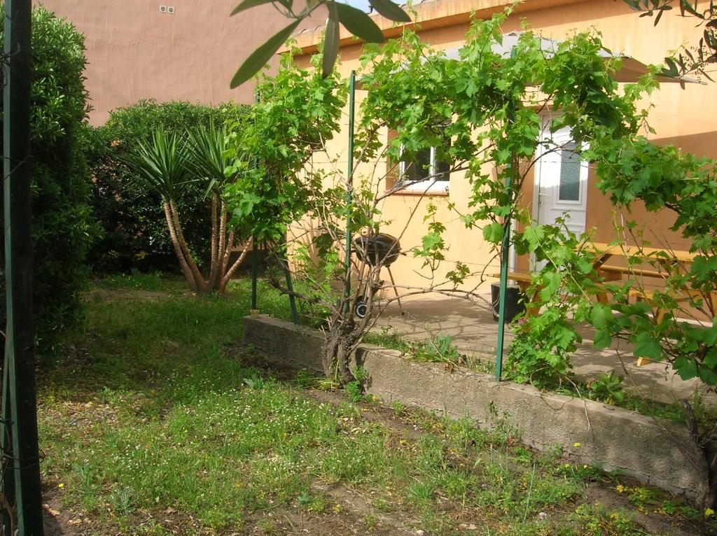 un jardin avec des arbres devant une maison dans l'établissement Casapiana, à Porto-Vecchio