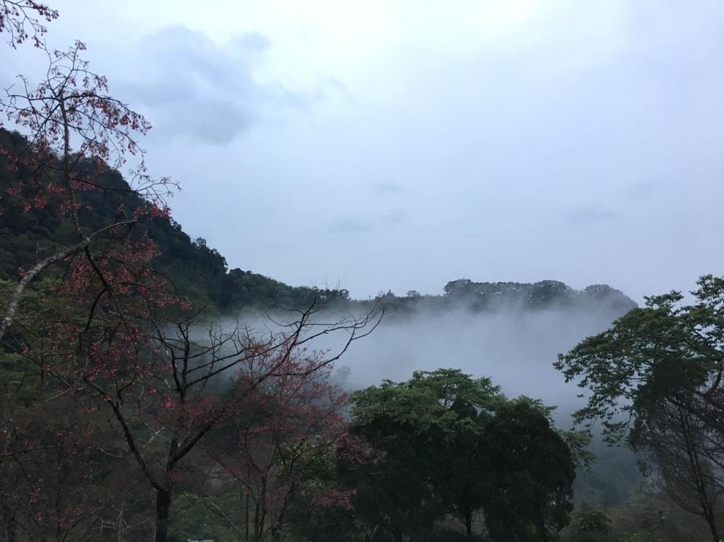 widok na mglistą dolinę z drzewami na pierwszym planie w obiekcie Xianshan Homestay w mieście Shitan