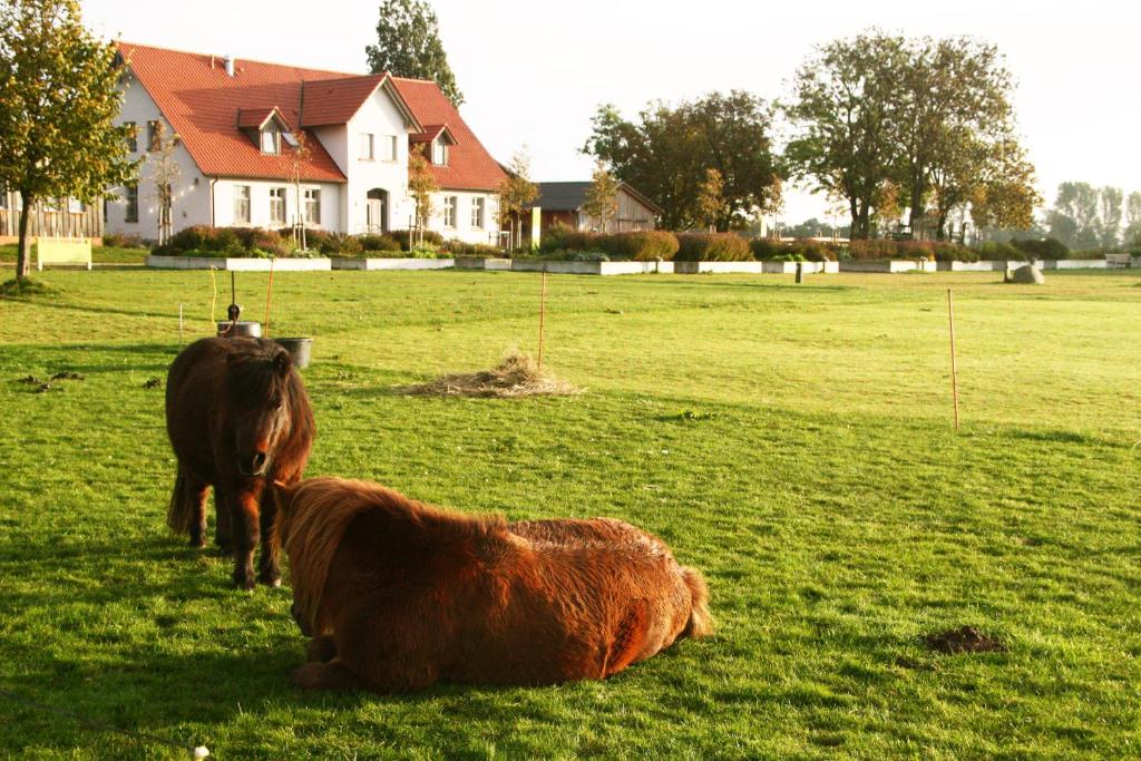 dois cavalos e uma vaca deitada num campo em Gutshaus Landwert Hof em Stahlbrode