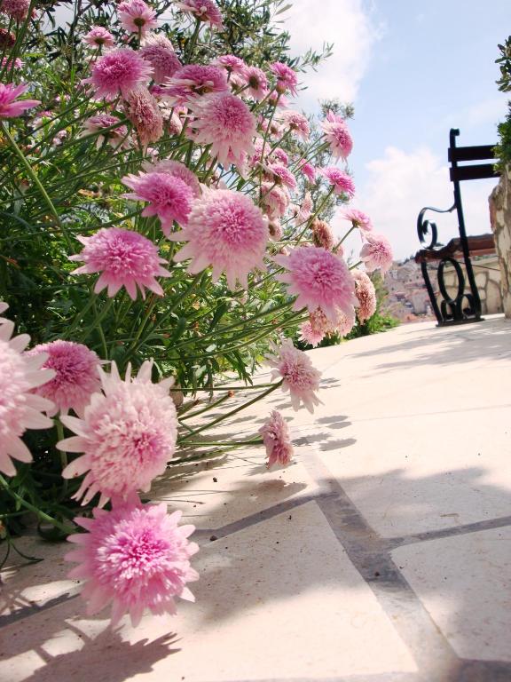 Fotografie z fotogalerie ubytování Apartments Olive Tree v destinaci Hvar