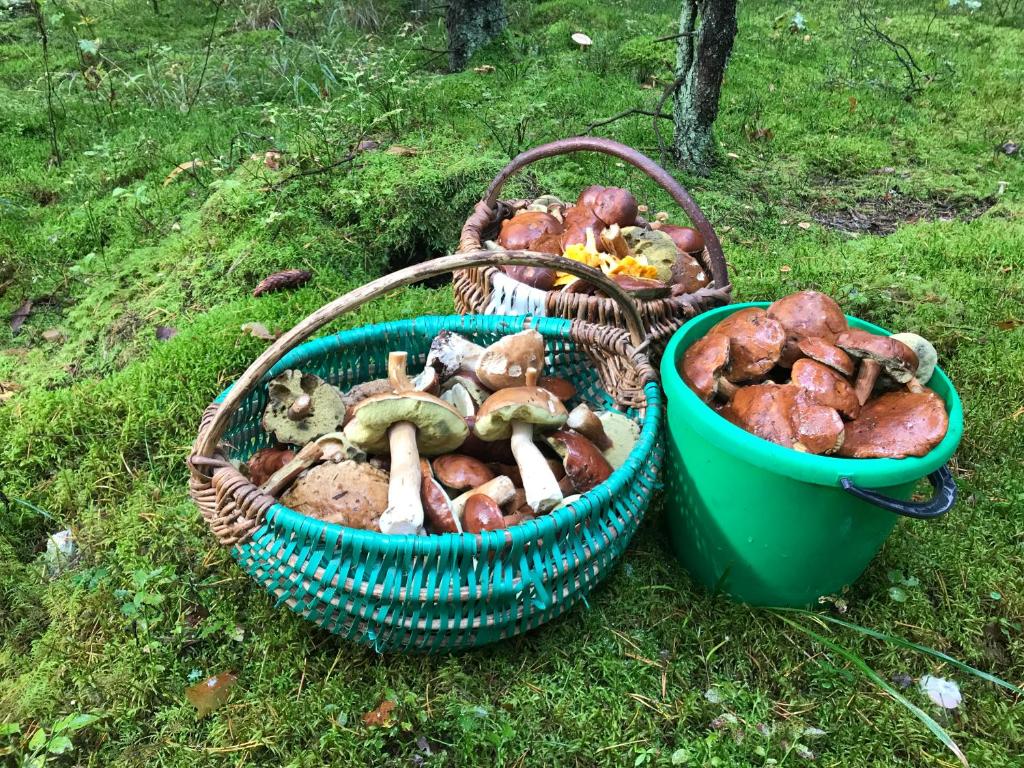 Zahrada ubytování Na Skraju Puszczy