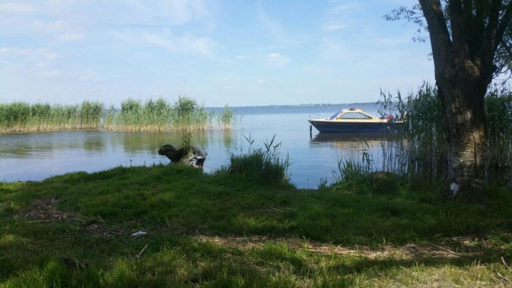 ein Boot auf einem See mit einem Hund im Wasser in der Unterkunft Ferienwohnung Röbel/Müritz in Röbel
