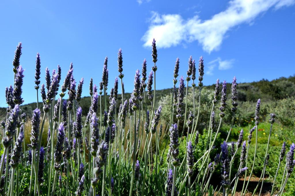 a bunch of purple flowers in a field at Marathon Eco Stay in Marathon