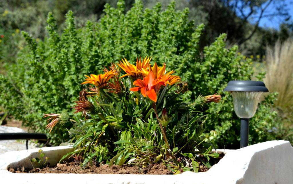a flower garden with orange flowers and a street light at Marathon Eco Stay in Marathon
