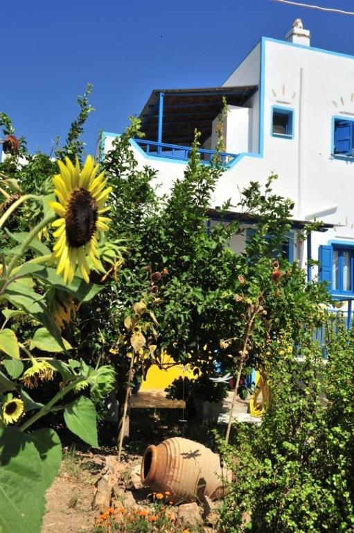 a sunflower in a garden in front of a building at Pension Titika in Katapola