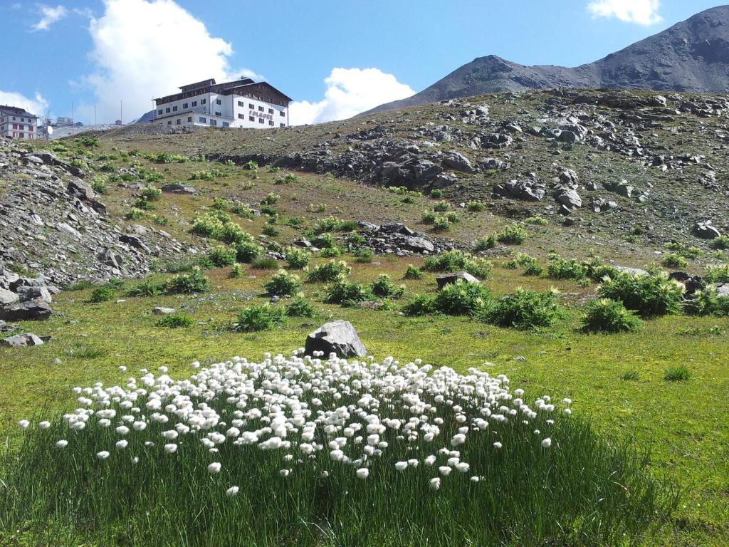 a field of white flowers in a grassy field at Hotel Folgore in Passo Stelvio
