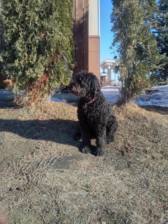 Best Western Plus Winnipeg West - Resim 44