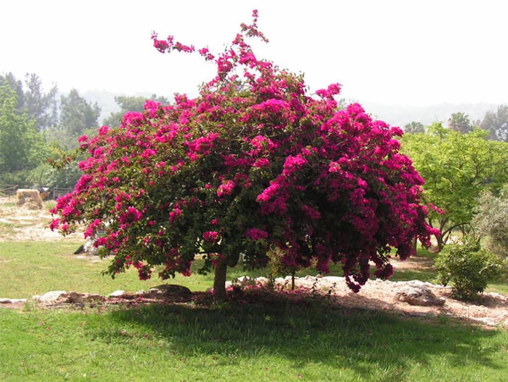 A garden outside Amikam Meshek 81 משק 81 עמיקם