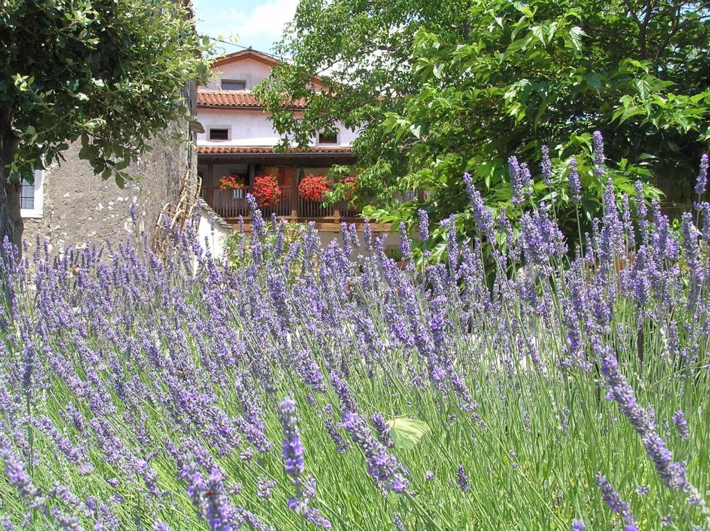 Zahrada ubytování Pliskovica Youth Hostel