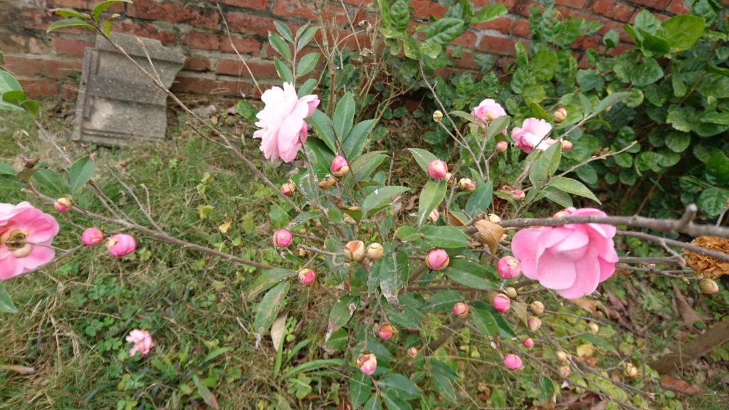 船仔頭天賞居室外花園