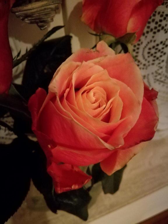 Fotografie z fotogalerie ubytování La Rose v destinaci Overpelt