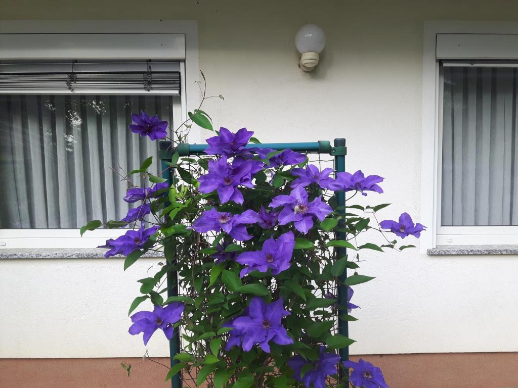 Zahrada ubytování Apartment Sobe Ravbar