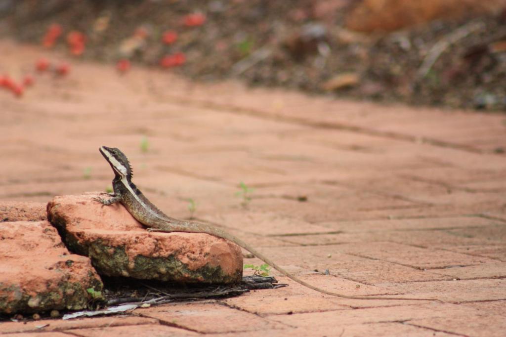 Coconut Grove Holiday Apartments - Resim 18