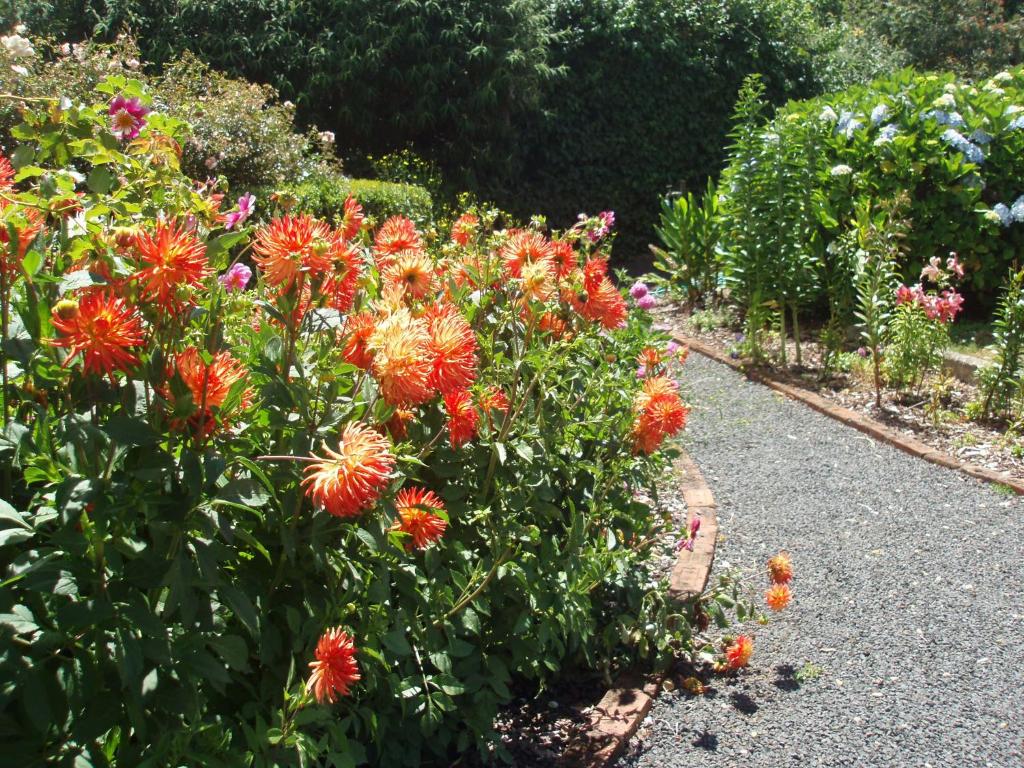 un jardin plein de fleurs orangées dans l'établissement Boat Harbour Garden Cottages, à Boat Harbour