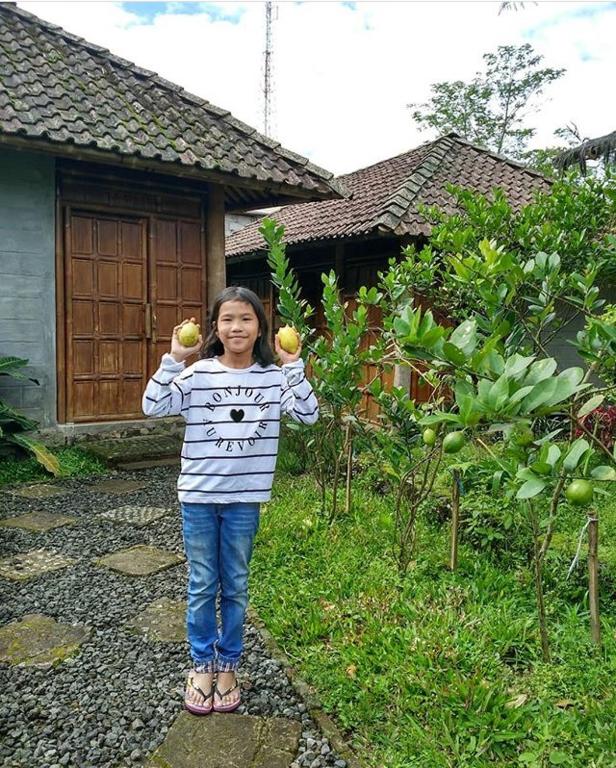 Zahrada ubytování Pondok Bamboo Sendangsari