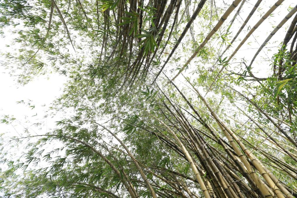 Nooit Gedacht Heritage Hotel (Original Dutch Governors House) - 7