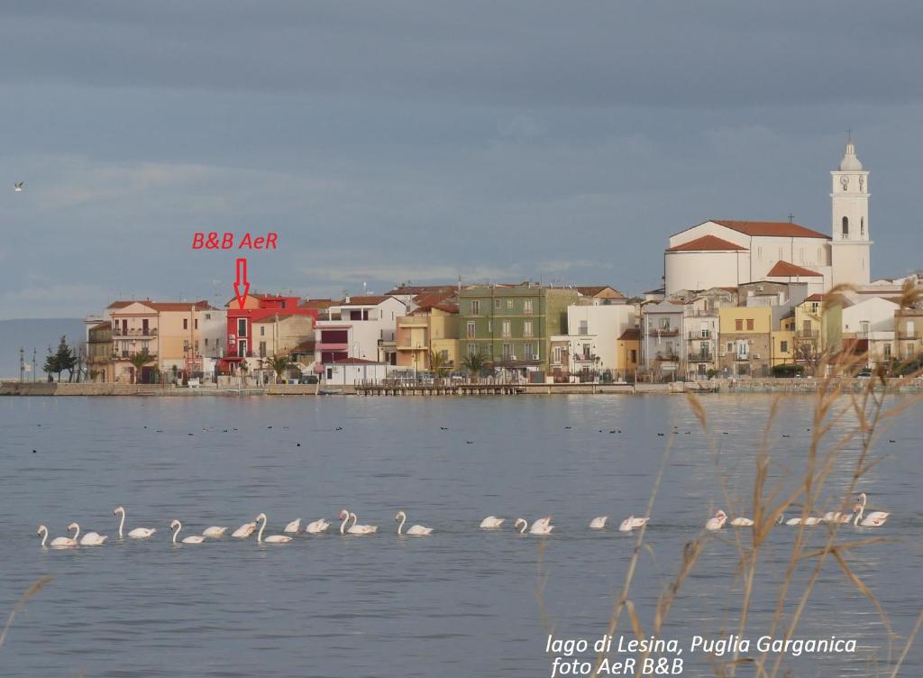 eine Gruppe weißer Vögel im Wasser in der Nähe einer Stadt in der Unterkunft L'ISOLA AeR B&B in Lesina