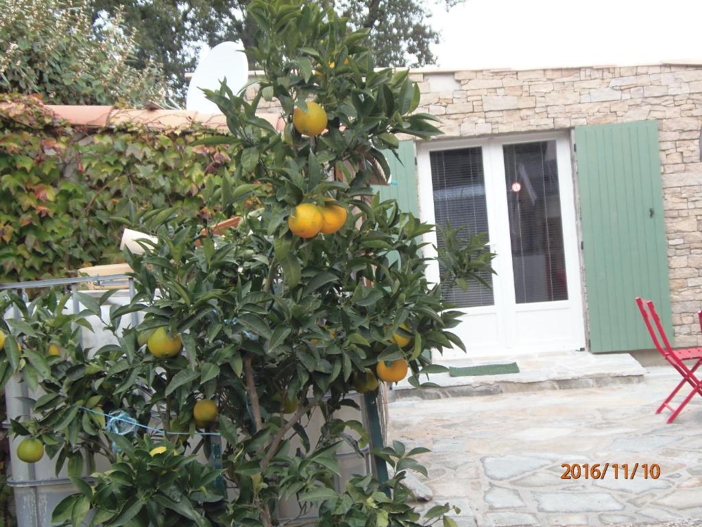 an orange tree in front of a house at mini villa studio que du bonheur in Calenzana