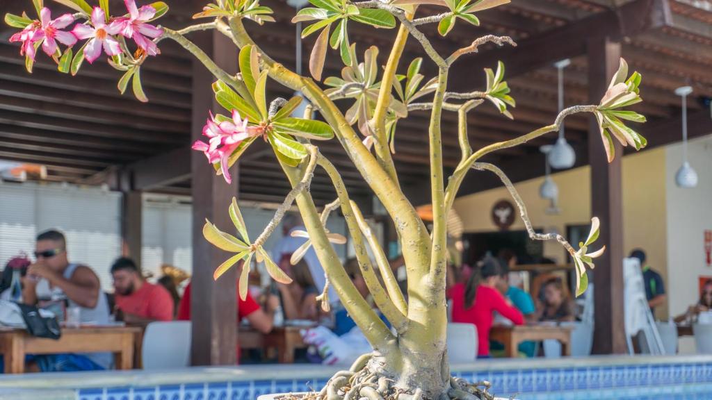  Kristie Resort Natal Hotel