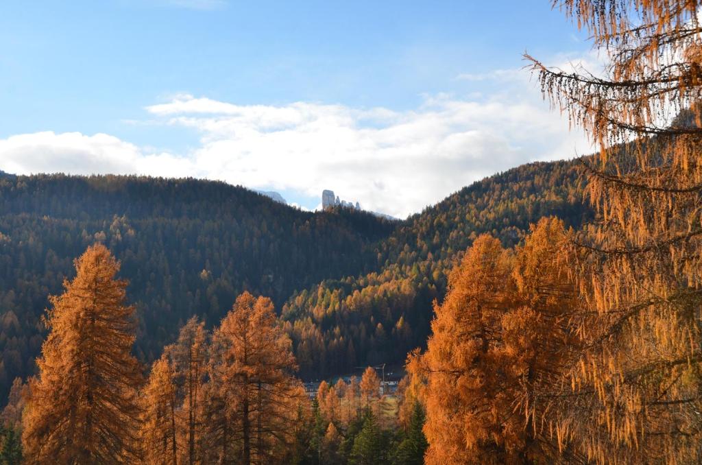 vista su una foresta con alberi e montagne di Overlooking the Dolomites a Cortina dʼAmpezzo