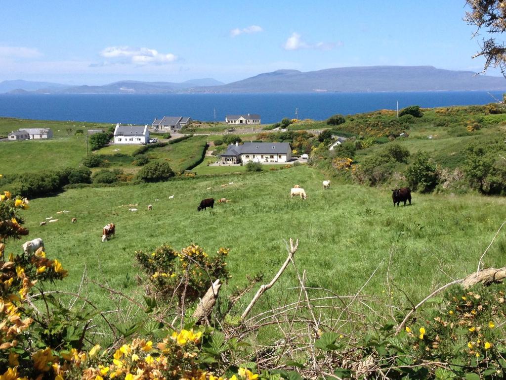 a group of cows grazing in a field with the ocean at The Garden Room at Sleepy Hollow in Louisburgh
