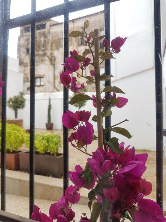 Zahrada ubytování Casa Palacio Muñoz Chaves