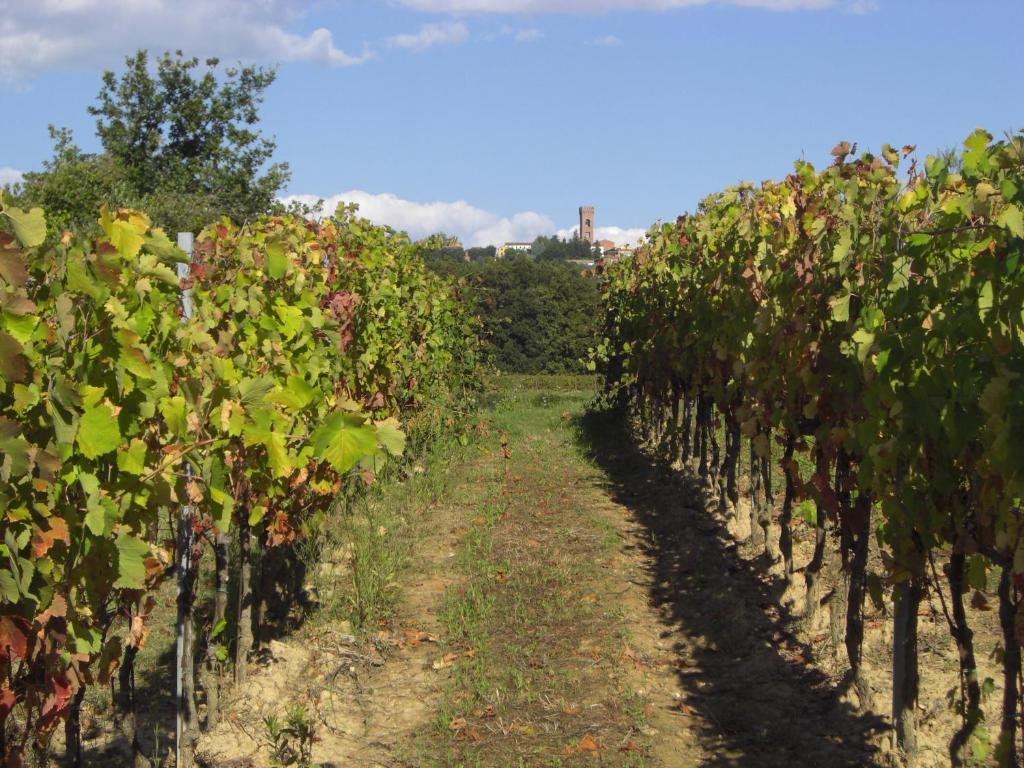 Zahrada ubytování Buonamico Wine Resort