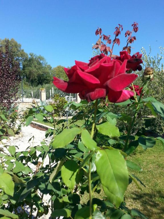 Ogród w obiekcie L'Antico Casale