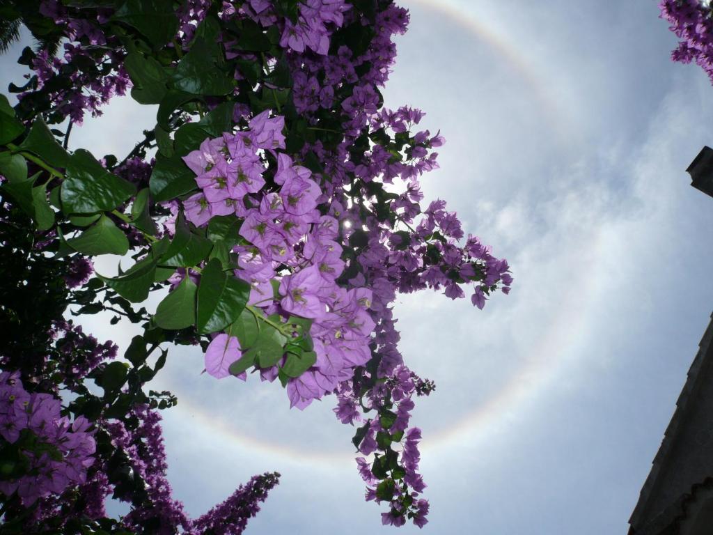a bunch of purple flowers hanging from a tree at Guesthouse Palma in Mali Lošinj