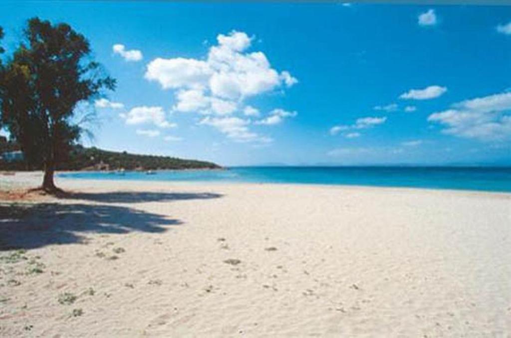 un albero su una spiaggia sabbiosa con l'oceano di Appartamenti al mare a SantʼAntìoco