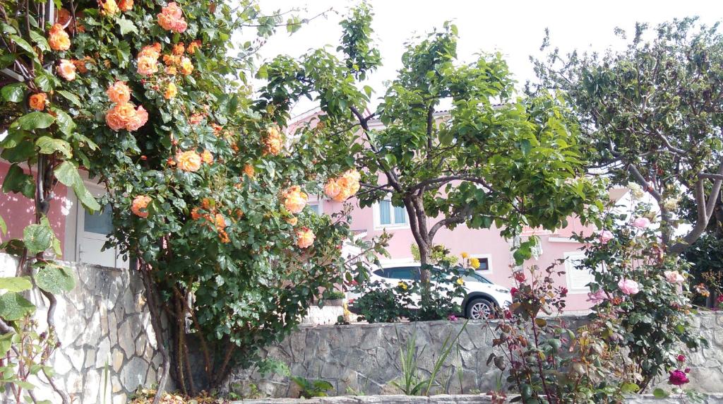 Fotografie z fotogalerie ubytování Apartments Marija v Primoštenu