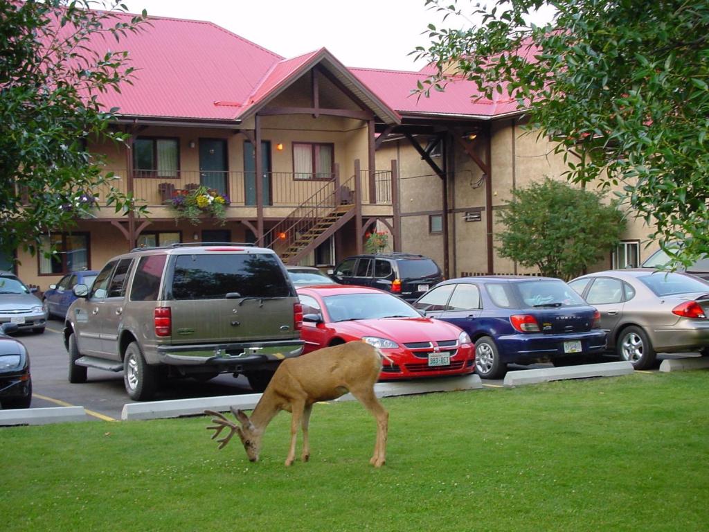 a deer grazing in the grass in front of a parking lot at Aspen Village in Waterton Park