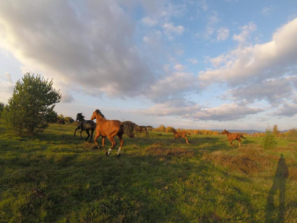 Zvieratá v dovolenkovom parku alebo blízkom okolí